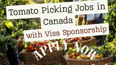 Tomato Picking Jobs in Canada with Visa Sponsorship