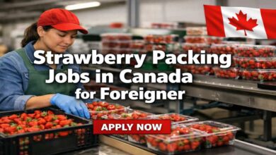 Strawberry Packing Jobs in Canada for Foreigner