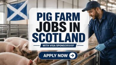 Pig Farm Jobs in Scotland with Visa Sponsorship