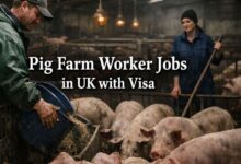 Pig Farm Worker Worker Jobs in UK with Visa