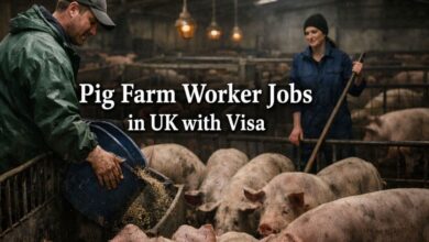 Pig Farm Worker Worker Jobs in UK with Visa