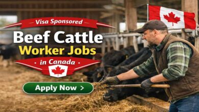 Visa Sponsored Beef Cattle Worker Jobs in Canada