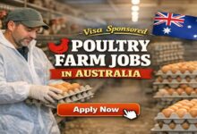 Visa Sponsored Poultry Farm Jobs in Australia