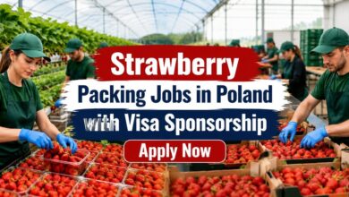 Strawberry Packing Jobs in Poland with Visa Sponsorship